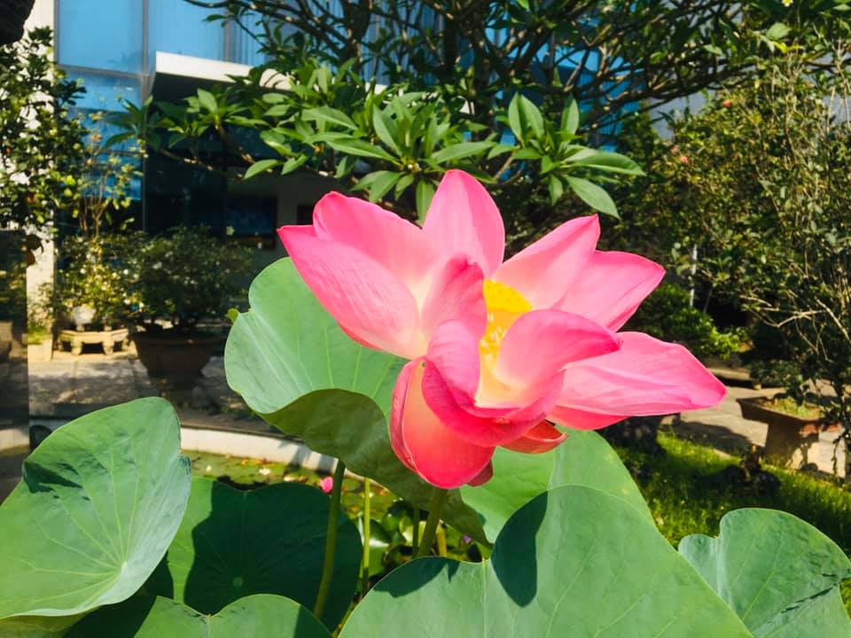 Ký sự Phúc Hưng: Sự sống nhiệm màu